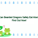Can Bearded Dragons Safely Eat Aloe? Find Out Now!