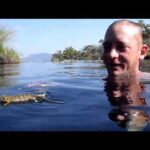 Do chameleons swim: Exploring their aquatic abilities