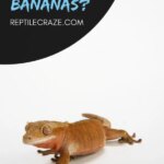 Can Crested Geckos Eat Bananas