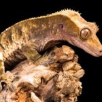 Living Together: Can Crested Geckos Coexist in Harmony?