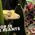 Can Crested Geckos Coexist with Frogs?