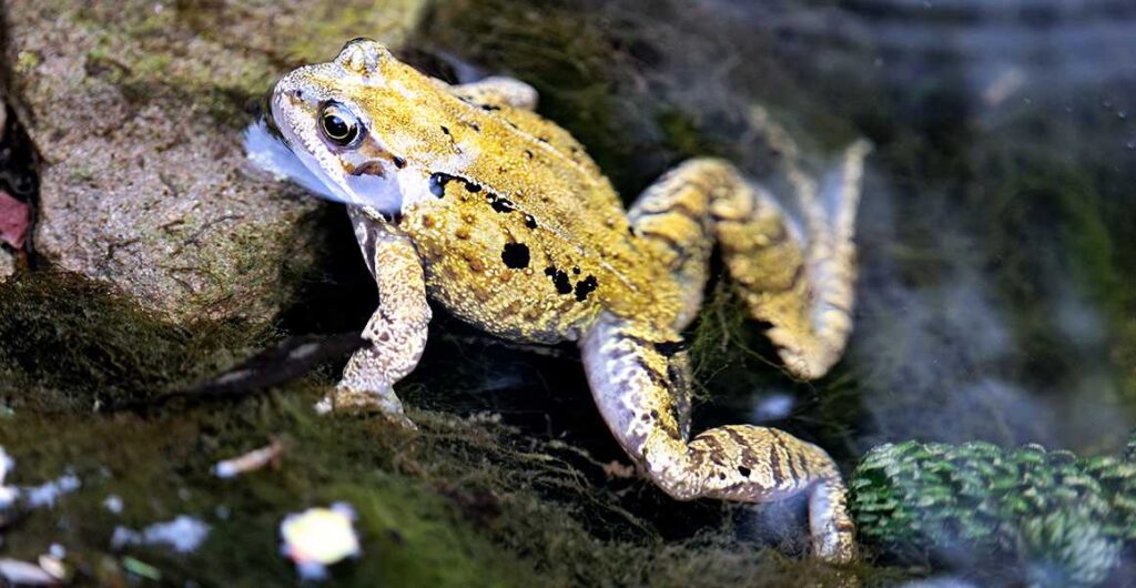 Can frogs and toads coexist in the same habitat? - Vital Frog