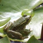 Do Frogs Hop Backwards?