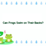 Can Frogs Swim on Their Backs?