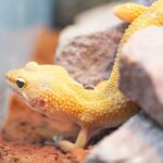 Are Earthworms Safe to Feed Leopard Geckos?