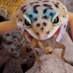 Are Lettuce Safe for Leopard Geckos to Eat?