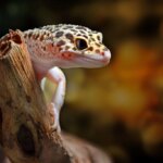 Do leopard geckos have night vision?