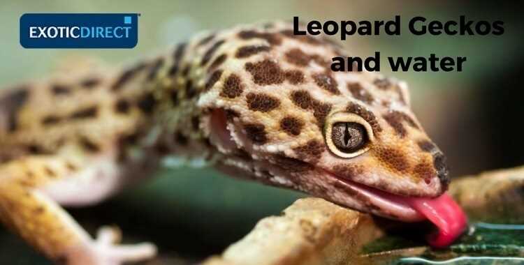 Can leopard geckos eat fruit? Exploring the dietary options for your ...