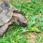 Can tortoises eat cilantro: Everything you need to know