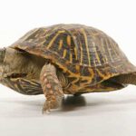 Can Turtles Eat Cheese – Exploring the Dietary Habits of Turtles