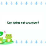 Can turtles eat cucumber?