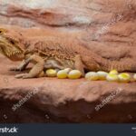 Can Bearded Dragon Eggs Be Eaten? Exploring the Edibility of Bearded Dragon Eggs