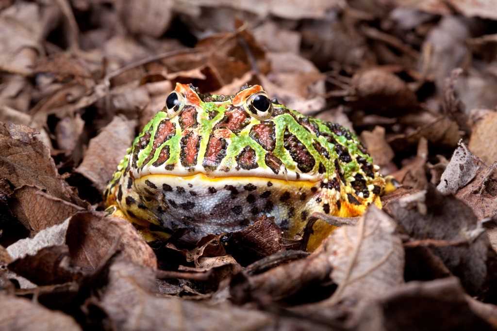 Is it possible to handle a pacman frog: tips and precautions - Vital Frog