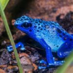 Are Poison Dart Frogs Safe to Hold?