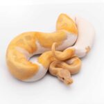 Candino Ball Python: The Perfect Snake for Reptile Enthusiasts