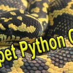 Tips for Carpet Python Care and Maintenance