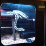 Creating the Perfect Carpet Python Enclosure: Tips and Guidelines