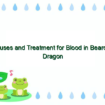 Causes and Treatment for Blood in Bearded Dragon Poop