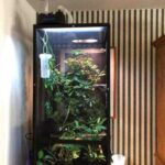Chameleon Tank Size: How to Choose the Perfect Enclosure for Your Pet