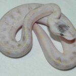 Champagne Pastel Ball Python – Stunning and Unique Reptile