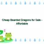 Cheap Bearded Dragons for Sale – Affordable Options for Pet Lovers