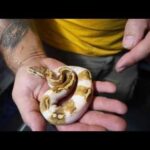 Chimera Ball Python – A Fascinating Phenomenon in Reptiles