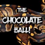 Discover the Beauty of a Chocolate Ball Python – Everything You Need to Know