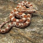 Cinder corn snake – characteristics, care and breeding