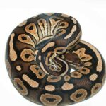 Cinnamon Ball Python: A Guide to This Unique Python Morph