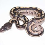 Cinnamon Mojave Ball Python: A Guide to This Beautiful Morph