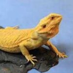 Citrus Tiger Bearded Dragon: Care Guide, Colors, and Temperament