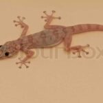 Clear gecko: tips for keeping your pet’s enclosure clean