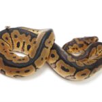 Discover the Fascinating World of Clown Ball Pythons | Learn More About Their Colorful Patterns and Unique Personalities