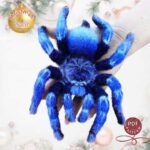 Cobalt Blue Spider for Sale – Find the Perfect Pet Spider at Great Prices