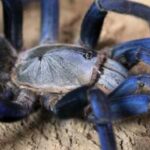 Cobalt Blue Tarantula Care Guide