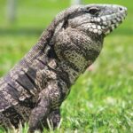 Learn About the Fascinating Colombian Tegu – A Guide to Their Appearance, Behavior, and Care