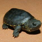 Find the Perfect Common Musk Turtle for Sale | Trusted Sellers