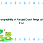 Compatibility of African Dwarf Frogs with Fish