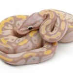 Coral Glow Ball Python: A Stunning and Unique Reptile