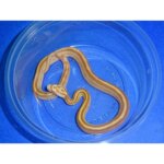 Corn Snake Butter: A Comprehensive Guide for Snake Owners