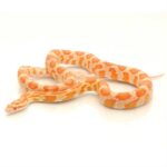 Corn Snake Creamsicle: A Guide to this Unique Morph