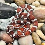 Corn Snake Miami Phase: A Detailed Guide to This Gorgeous Morph