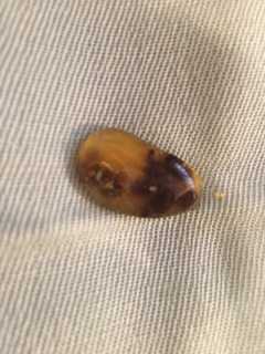 Image showcasing Corn Snake Pooping: Tips and Information for Snake Owners - Vital Frog