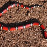 Corn Snake vs King Snake: A Comparison of Popular Pet Snakes