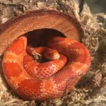 How long do corn snakes live? Lifespan and care tips