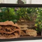 Tips for Setting up the Perfect Crested Gecko Cage