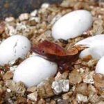 Crested Gecko Egg Incubation – The Complete Guide