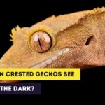 Crested Gecko Eyes: Their Unique Features