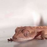 Crested Gecko Not Eating: Causes and Solutions