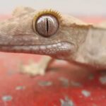 Everything You Need to Know About Crested Gecko Shedding